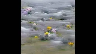 Fragmented Sky - A Field of Flowers