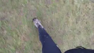 Dog Walking Training, so they can survive in the Urban Environment 