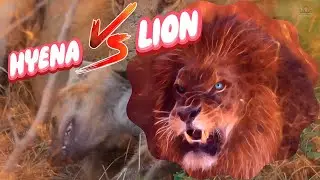 Animal Face-Off: Lion vs Hyena &ndash; The Ultimate Wild Animal Clash - Wild Animals Explore