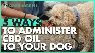 How to Give CBD Oil to Dogs