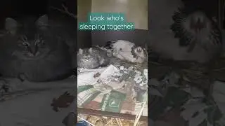 Cat and hen sharing a bed #shorts #chickenlovers #cat #cathouse #hens #kitty #catlover #birds