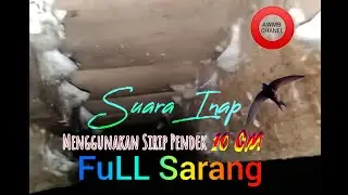 Suara inap Walet || AWMB CHANEL