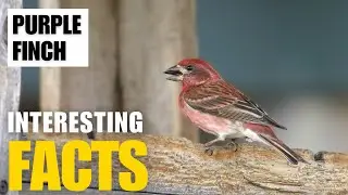 Exploring the Fascinating World of Purple Finch| Interesting Facts | The Beast World