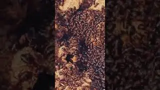 Rapid movement of ants in spring 1 #ants #rapid#awakening