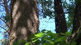 Dzikie pszczoły | wild bees | дикие пчелы | wildbienen | Vad m&eacute;hek