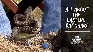 All About the Eastern Rat Snake