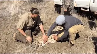 Cheetah Satellite Collaring