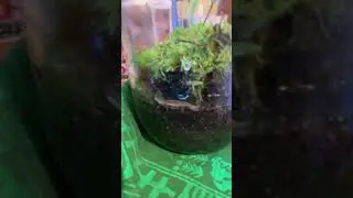 Smooth newt terrarium | terrariums #forest #nature #terrarium #viral #animals #music #terra