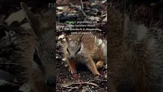 Playful Numbat scratches an itch #shorts #Numbat