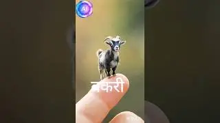 Ai animal 🦘🪸#shortvideo #varsha #ai #animals #gameplay