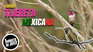 Un ave ENDÉMICA que vive en dos lugares | #unminutodeaves No. 201