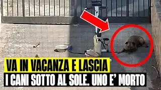 VA IN VACANZA E LASCIA I CANI SOTTO AL SOLE: UNO &Egrave; MORTO L&rsquo;ALTRO SALVATO IN TEMPO:ORRORE A GIUGLIANO