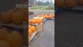 Pumpkin price in America in September 2023/Тыква цена в Америке 2023/ #SHORTS  #pumpkin #USA