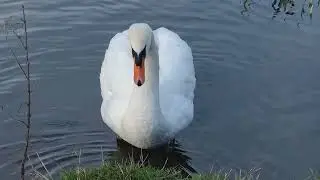 Mute Swan In A Lake In Great Britain