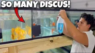 I Bought 68 Discus Fish | Red Pigeon, Blue Turquoise, Ruby Red & Yellow Rafflesia !