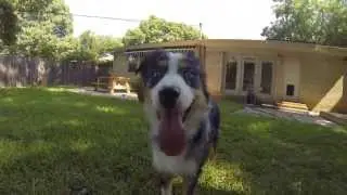 Jolly Pup - Dallas Dog Walking Services - Benson joins the play group, an alternative to dog walking