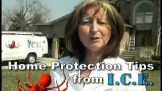 Pest Control and Humane Animal Removal in Toronto Ontario