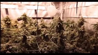 Think Grow Model H and Athena day 53! Florida Strawberries #4. Grow room update.