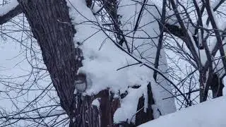 Waterford, Virginia January 14, 2019 after winter storm Gia.
