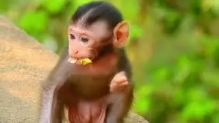 Baby Leo Teaches Foraging: A Gentle Wild Introduction 🌿🐒