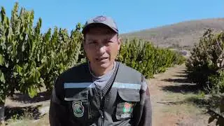 07   Chirimoya comprimido