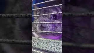 Grumpy Chinchilla Chewing