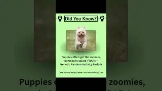 Why Puppies Get the Zoomies: Discover the Science Behind FRAPs! #PuppyFun #Zoomies