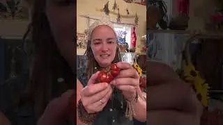 The Carlile Heart's Content Tomato Variety - Origin Story!