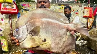 KASIMEDU 🔥 SPEED SELVAM | BIG BLACK SPADE FISH CUTTING VIDEO | FF CUTTING 🔪