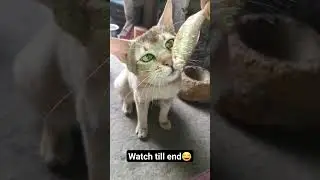 Tillu ka fav #fish #animals  #explore #cats #trending #alpha #cute #naughty #fishfry