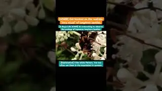 [A Bug's Life ASMR] It's interesting to observe the ecology of Japanese longhorn beetles. #monkey