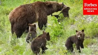 House Natural Resources Committee Holds Hearing On Endangered Species Act