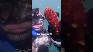 How to eat a sea cucumber