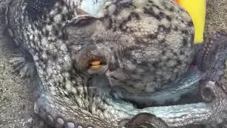 Amazing Life of an Octopus: Ocean&rsquo;s Smartest Creature #octopus