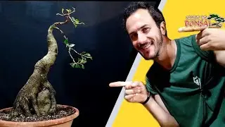 Bonsai - Ficus organensis - Raiz sobre pedra - Criando forma - Canto do Bonsai