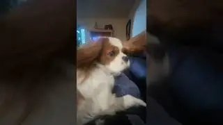 Cavalier King Charles Spaniel #cavalierkingcharlesspaniel #dog #dogs