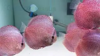 4.5-5.0