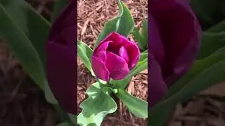 Colorblends Best Purple Tulip 🤩