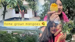 Plucking home grown mangoes 🥭 | Sunday with family | singju party.