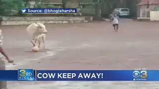Video Of Cow Showing Impressive Soccer Skills Going Viral