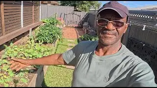 My Winter Vegetables Are Growing Fast.