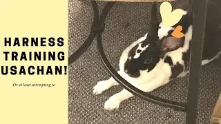 Harness training my rabbit