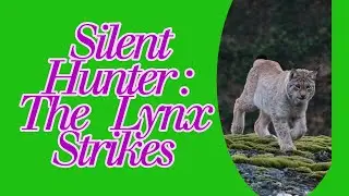SILENT  HUNTER : THE  LYNX  STRIKES