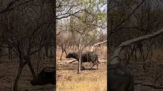 Young NT Water Buffalo Bulls 🐃 🐃 #outbackaustralia #wildlife #waterbuffalo