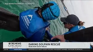 Sea World Foundation rescues dolphin from fishing line in Australia