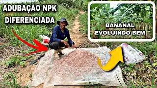 ADUBANDO AS BANANEIRAS COM NPK MUITO ULTILIZADO