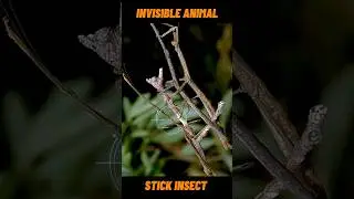 Stick Insect Is Right In Front of You&hellip; But You Can&rsquo;t See It!