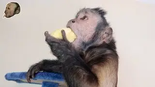 Capuchin Monkey & Mushy Banana (BANANA PARTY)