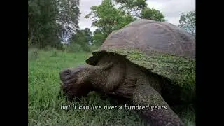 IMAX: Galapagos (1999)