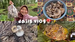 𐙚daily vlog | mencari jamur sawit dan memasak🍄˚.🎀༘⋆ #dailyvlog #adventure